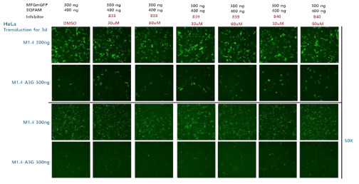 A3G inhibitor(838, 839, 840)에 의한 RRV 감염 저해 개선 확인