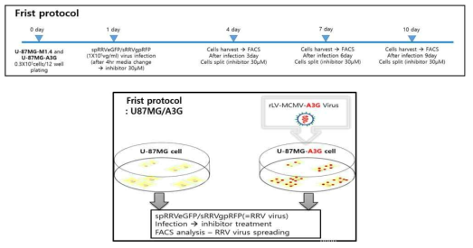 U87MG를 이용한 A3G 저해제 검증 시스템 scheme