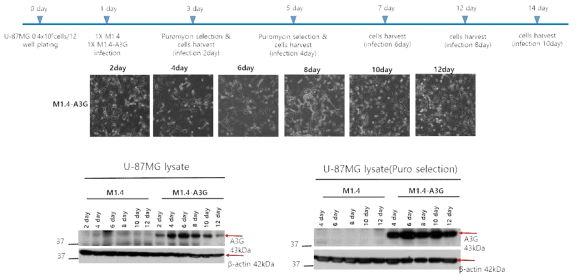 A3G 발현 U-87MG 세포주 구축