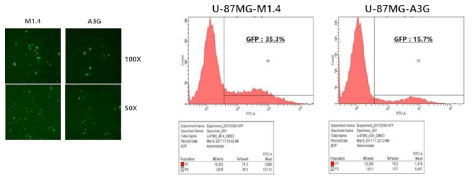 U-87MG/A3G 세포주에서 RRV 감염능 확인