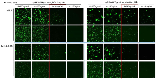 A3G 저해제 검증 시스템 구축을 위한 optimized RRV 바이러스 역가 확인