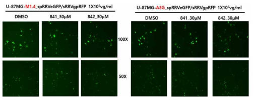 U-87MG/M1.4와 U-87MG/A3G에서 A3G inhibitor에 의한 RRV 감염 개선 확인