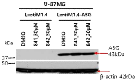 U-87MG/A3G에 A3G inhibitor 처리 후 A3G 발현 확인