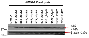 U-87MG/A3G에 A3G inhibitor 처리 후 A3G 발현 확인