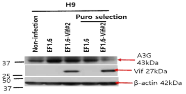 H9/Vif 발현 세포 구축
