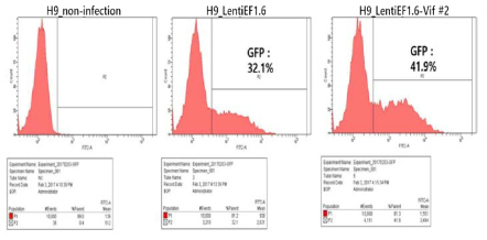H9/Vif 세포에서 RRV 감염률 확인