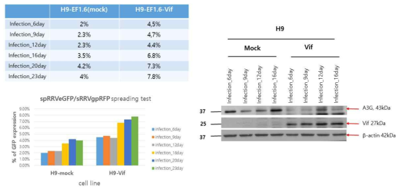 H9과 H9/Vif 세포주에서 RRV spreading 확인