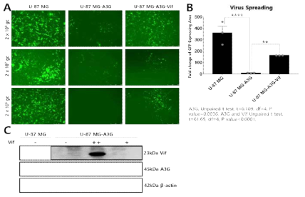 A. U-87 MG, U-87 MG-A3G, 그리고 U-87 MG-A3G-Vif에서 다양한 역가로 spRRVenvCMVGFP/sRRVgpCMVRFP 감염 9일차 전파 효율 양상. B. U-87 MG, U-87 MG-A3G, 그리고 U-87 MG-A3G-Vif에서 2 x 108 gc의 spRRVeGFP/sRRVgpRFP 감염 9일차 형광 발현 면적 비교. C. Vif 발현에 따른 APOBEC3G 저해로 인한 APOBEC3G 단백질 양 변화