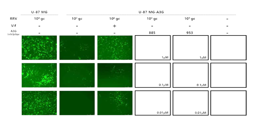 U-87 MG-A3G에서 A3G inhibitor의 바이러스 전파 효율 복구 효과