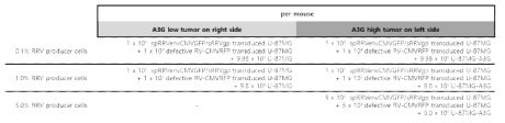 RRV producer cells이 다양한 비율로 포함된 U-87 MG와 U-87 MG-A3G를 이용한 이종 종양 이식