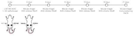 A3G inhibitor가 전처리 된 U-87 MG-A3G 고형암에서의 바이러스 전파 효율 비교 실험 계획