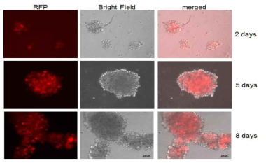 U-87MG 유래 neurosphere의 RRV 복제능 확인