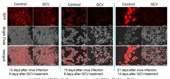 U-87MG 유래 neurosphere의 RRV 복제능 확인