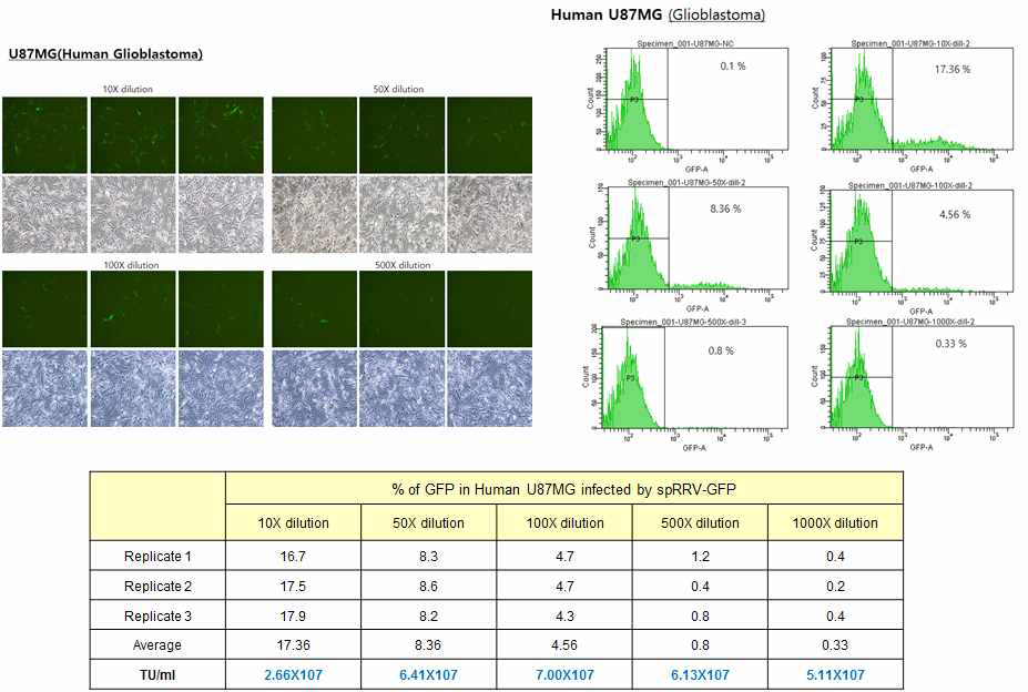 GFP 발현 RRV 바이러스 역가 산출