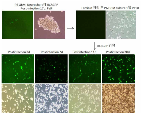 Patient6 GBM (부착형)에서 RRV-GFP 바이러스 퍼짐 확인