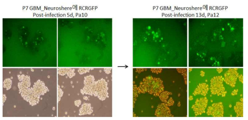 Patient7 GBM (Neurosphere)에서 RRV-GFP 바이러스 퍼짐 확인