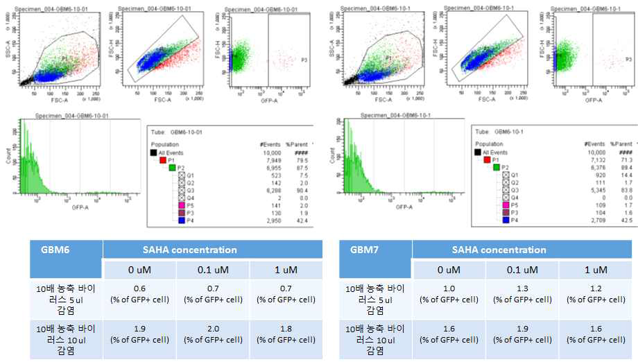 SAHA 처리 후 GFP/TK 발현 정량 및 GBM 분리