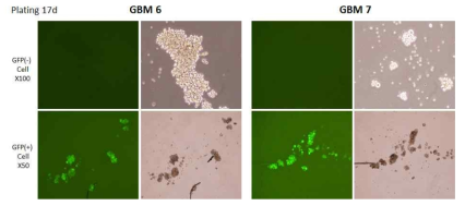 FACS sorting 후 17일 GBM (GFP+/GFP-)