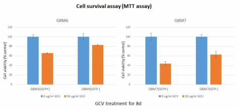 FACS sorting 후 17일 GBM (GFP+/GFP-)