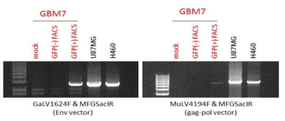 FACS sorting 후 17일 GBM (GFP+/GFP-)에서 지노믹 DNA PCR