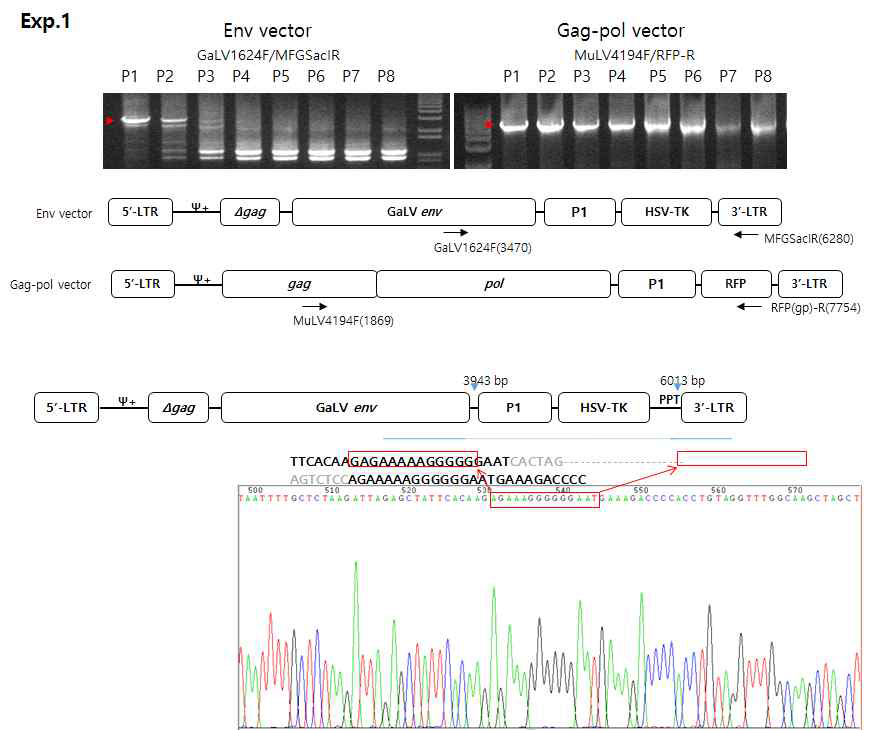 spRRV-P1-TK의 재조합 발생 확인 및 분석