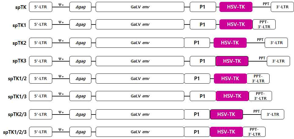 Modified spRRV-P1-TK의 벡터 구축