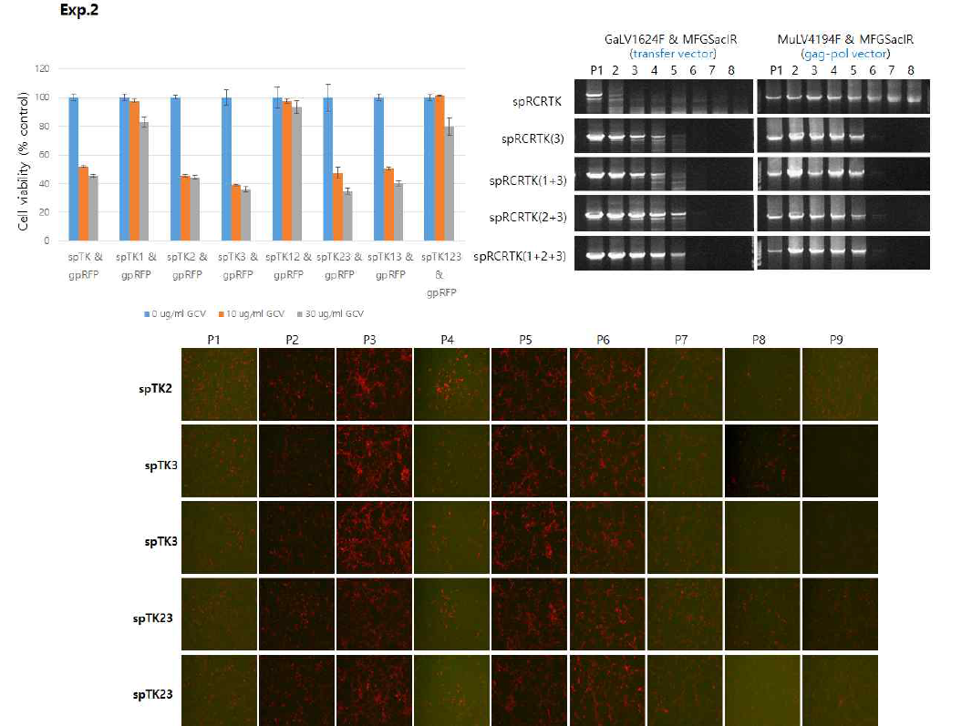 GCV에 대한 세포 생존(Left), 재조합 변이(Right) 및 RFP 퍼짐(Bottom)