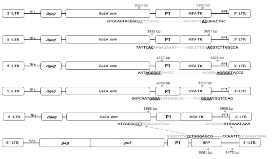 spRRV-P1-TK3의 재조합 변이유형 분석