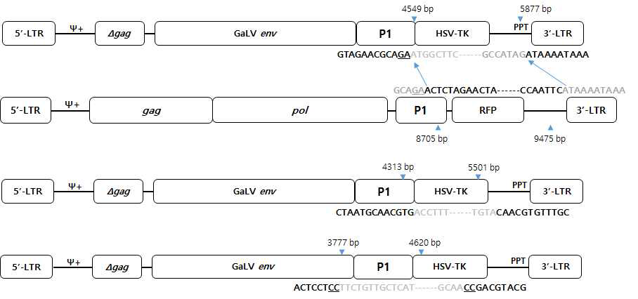 spRRV-P1-TK23의 재조합 변이유형 분석