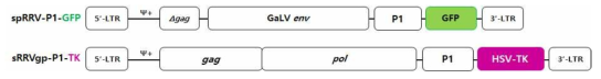 sRRVgp-P1-TK와 spRRV-P1-GFP 벡터구축