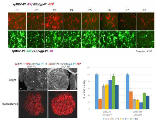 in vitro /in vivo에서 바이러스 퍼짐 확인 및 세포 생존 assay