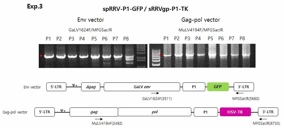 sRRVgp-P1-TK의 재조합 발생 확인 및 분석