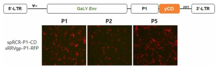 spRRV-P1-CD 구축 및 바이러스 퍼짐 확인