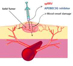 Intratumoral injection Trends in biotechnology, 2004, 22.3: 101-103