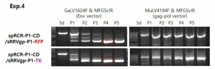 spRRV-P1-CD의 재조합 변이 확인