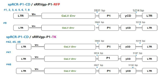 spRRV-P1-CD의 재조합 변이 염기서열 분석