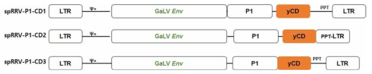 Modified spRRV-P1-CDs 벡터 구축