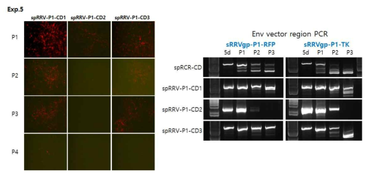 Modified spRRV-P1-CDs의 바이러스 퍼짐 및 재조합 변이 확인