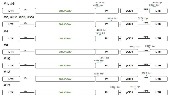 spRRV-P1-CD1/sRRVgp-P1-TK의 p2 재조합 유형 분석