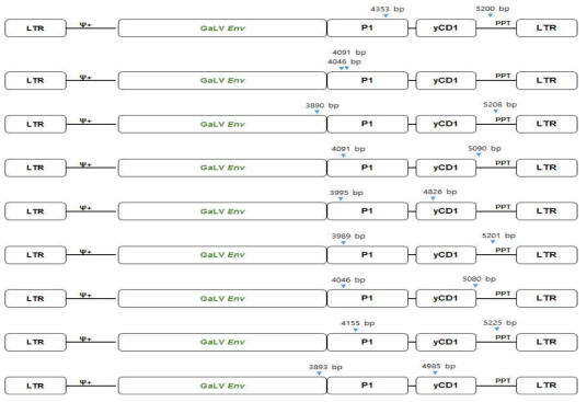 spRRV-P1-CD1/sRRVgp-P1-TK의 p3 재조합 유형 분석