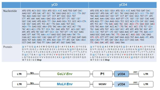 yCD와 yCD4 염기서열 비교 및 벡터 맵