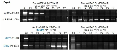spRRV-P1-CD4와 sRRV-P1-CD4 재조합 분석