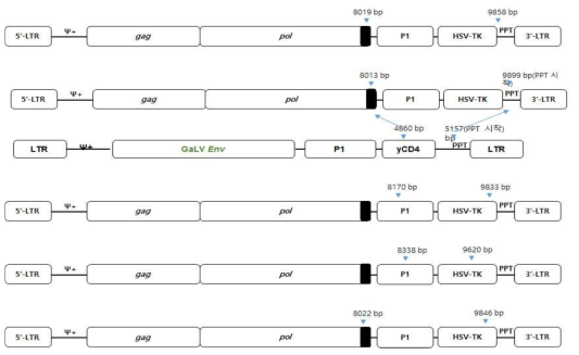 spRRV-P1-CD4/sRRVgp-P1-TK에서 env 벡터 재조합변이 확인