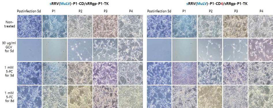 sRRV(MuLV)-P1-CD4의 약물감수성 확인