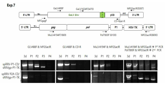spRRV-P2A-CD 구축 및 재조합 유형 분석