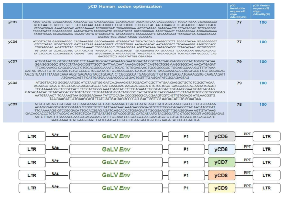 Human codon optimized CD 염기서열과 spRRV-P1-CDs 벡터맵