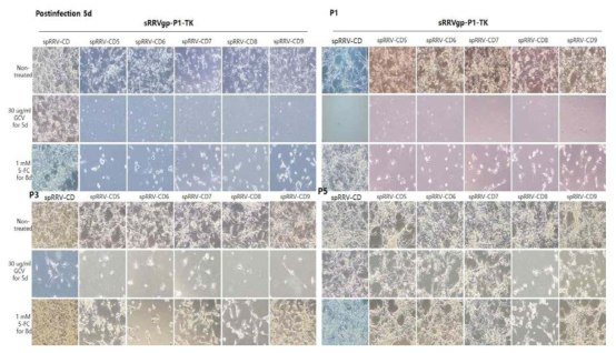 spRRV-P1-CDs/sRRVgp-P1-TK의 약물 감수성 확인