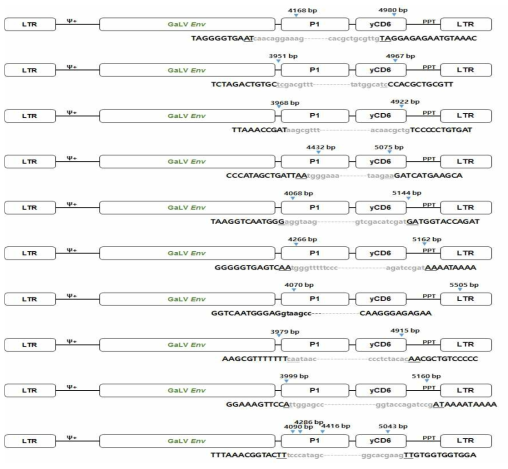 spRRV-P1-CD6의 재조합변이 확인