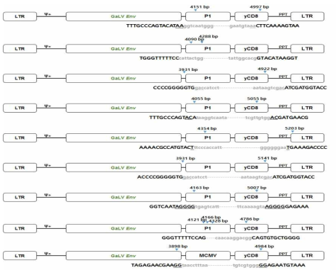 spRRV-P1-CD8의 재조합변이 확인