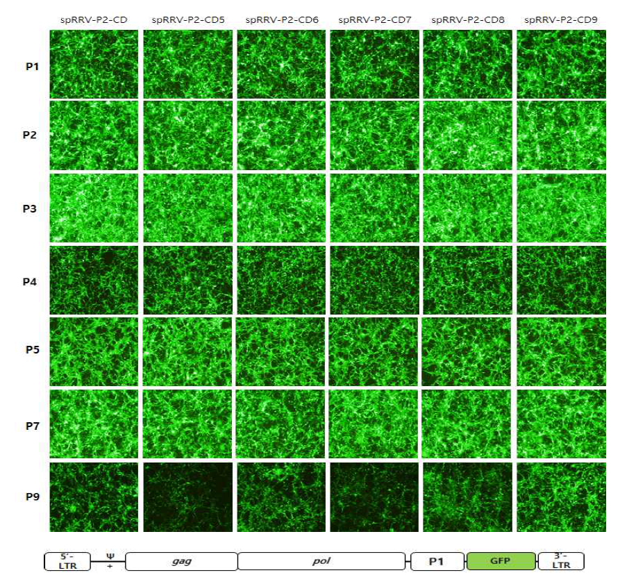 spRRV-P2-CDs/sRRVgp-P1-GFP 바이러스의 퍼짐 확인